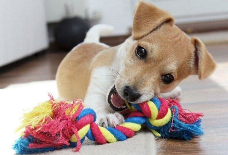 Puppy Teething And What You Can Do To Help Ease The Teething Process 4PAWSRAW