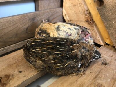 Frozen Whole Quail - pack of 2 - 4PAWSRAW