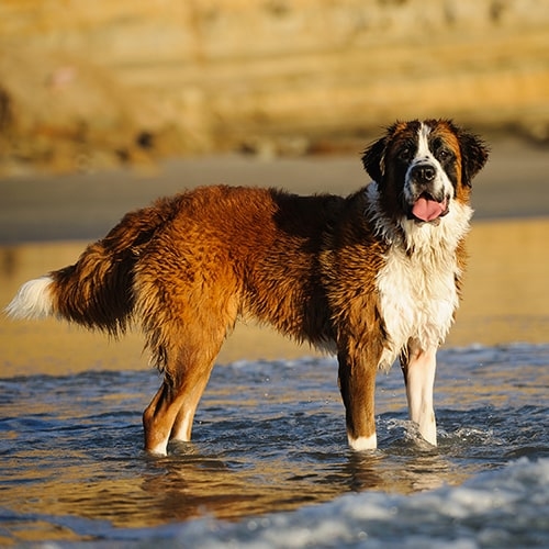 Saint Bernard