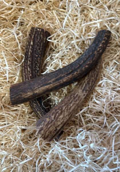 Antler whole
